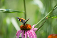 Red Admiral On A Pink Coneflower