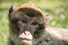 Monkey /Affe
Barbary Macaque/ Berberaffe