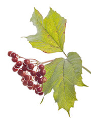 Poster - viburnum small branch with two leaves