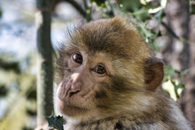 Barbary Macaque
Berber Affe