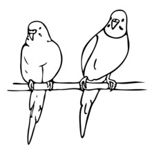 Vector Illustration Of Two Budgerigars. Black And White Parrots.