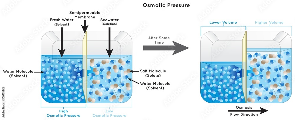 Osmotic Pressure Infographic Diagram showing fresh water separated 