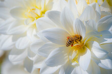 A Bee Pollinates