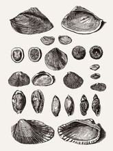 Group Of Different Clam And Sea Snail Shells In A Row, After Antique Engraving From 18th Century