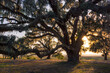 Mossy old oak tree backlit by the sunrise in Beaufort South Carolina