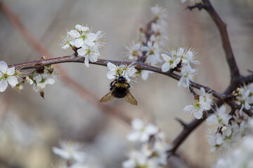 Wall Mural - Bumblebee collect nectar on white spring tree blossom