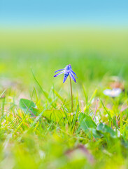 Wall Mural - Siberian squill, wood squill, Scilla siberica meadow plant with blue blossom in grass. Spring flower background