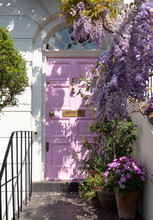 Wisteria In Full Bloom Growing Outside A House With Pink Door In Kensington, London. Photographed On A Sunny Spring Day.