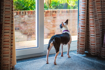 Poster - Boston Terrier dog standing looking out of a window. The window is a patio door with curtains.