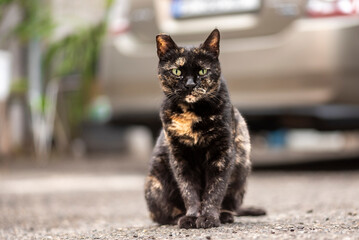 Wall Mural - A cute gray kitten on the street sits alone on the pavement against the background of stone steps, grown up on the street, waiting for the owner. The concept of protection of homeless animals