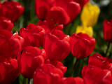 Fototapeta Tulipany - Springtime flowers