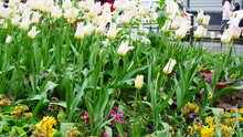 Des Tulipes Blanches Plantées En Plein Centre D'une Place De La Ville Historique De Paris