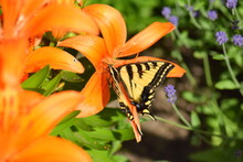 Orange Tiger Lily With Butterfly