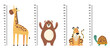 Kids growth rulers with jungle animals set. Vector flat graphic design illustration