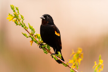 Wall Mural - a male red-winged black bird on a forsythia branch with yellow flowers and green leaves.