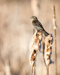 Wall Mural - A female red-winged blackbird (Agelaius phoeniceus) perches on a cattail in a wetland near Culver, Indiana