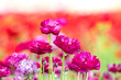 Purple ranunculus flower