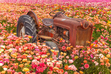 Old Tractor In Wildflowers