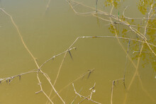 Stems Of A Dry Plant In Dirty Stagnant Water