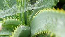 Aloe Vera Rosette, Dew Or Rain Water Drops, Fresh Juicy Green Plant, Moist Leaves, Raindrops Or Droplets. California Succulent Flora Spring Morning. Wet Spider Web Or Spiderweb. Moisturizing Cosmetics