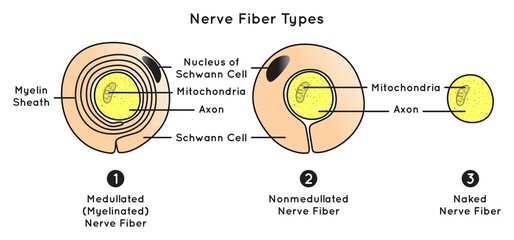 Nerve Fiber Types Infographic Diagram including medullated or myelinated nonmedullated naked structure part axon mitochondria schwann cell myelin sheath nervous system biology science education vector