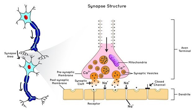 synapse structure infographic diagram permit neuron pass electrical chemical signal to nerve cell pa