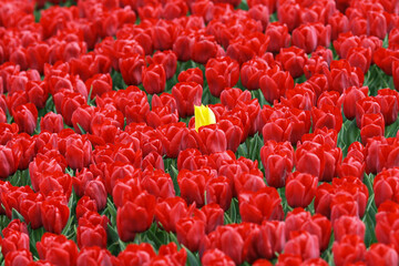 Wall Mural - Red tulips field with only one yellow tulip in the middle