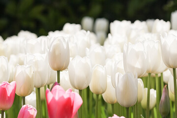 Wall Mural - Close up of white tulips