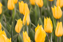 Field Of Yellow Tulips