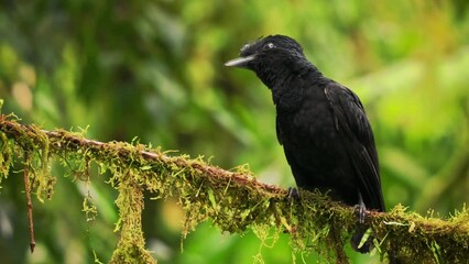 Wall Mural - Long-wattled Umbrellabird - Cephalopterus penduliger, Cotingidae, Spanish names include pajaro bolson, pajaro toro, dungali and vaca del monte, rare black bird, resides in humid to wet forest