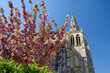 The collegiate church of Saint Thomas of Canterbury in the springtime, surrounded by cherry blossoms. Crépy-en-Valois, Oise, FRANCE.
