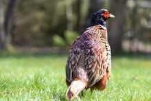 A Male Pheasant From Behind