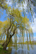 Blooming weeping willow