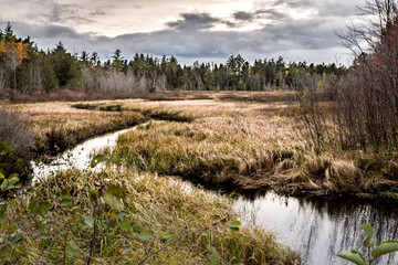 Wall Mural - Stream Through Marsh in Northern Maine