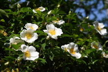 Cherokee Rose (Rosa Laevigata) Flowers. Rosaceae Evergreen Vine Shrub. Five-petaled White Flowers Bloom From April To May. Fruits Are Herbal Medicines.