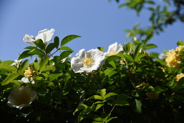 Poster - Cherokee rose (Rosa laevigata) flowers. Rosaceae evergreen vine shrub. Five-petaled white flowers bloom from April to May. Fruits are herbal medicines.