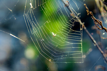 Beautiful spider on a spider web 