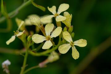 Wall Mural - Yellow Wild Radish blossoms (Raphanus raphanistrum) and buds.