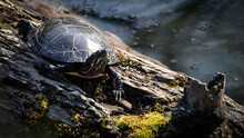 American Painted Turtle On A Log In The Water