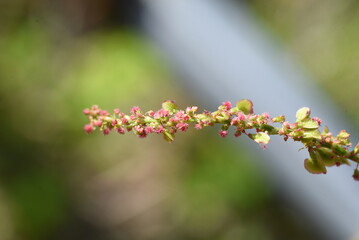 Sticker - Sorrel flowers. Polygonaceae pernnial plants. The flowering season is from April to July. It is a wild vegetable and can be used for medicinal purposes.