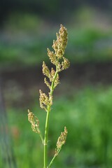 Sticker - Sorrel flowers. Polygonaceae pernnial plants. The flowering season is from April to July. It is a wild vegetable and can be used for medicinal purposes.