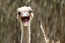 Close-up Of Ostrich Head With Open Beak