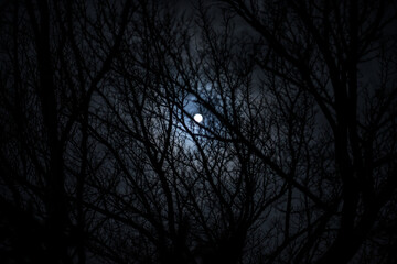 Wall Mural - the full moon in cloudy sky seen through branches of trees at night