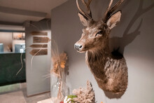 Stuffed Hunting Trophy Head And Antlers Of Deer On Wall. Close-up Of Animal Decoration In Hotel Room. Concept Of Taxidermy In Luxurious Ski Resort.