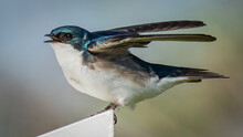 Tree Swallow On A Branch And Nest