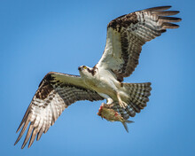 Osprey In Flight And Bringing Fish To The Nest