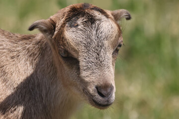 Wall Mural - La Mancha baby goats playing in a spring pasture. They are very small ear flaps and are mulitcoloured