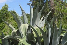 Blue Agave Plant In Florida Nature, Closeup