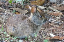 American Rabbit On The Ground In Florisa Wild Forest