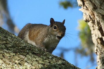 Wall Mural - American squirrel on a tree on blue sky background